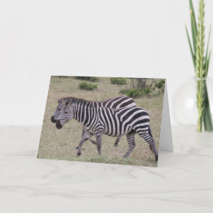 Cartão De Festividades zebras para sempre