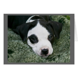 Cartão de Filhote de Pit Bull Terrier - "Angie"