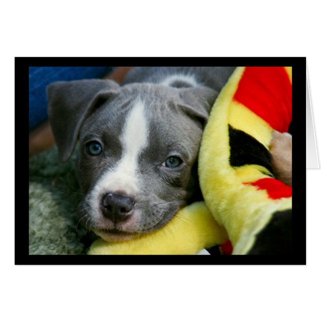 Cartão de Filhote de Pit Bull Terrier - "Mikey" (Frente horizontal)