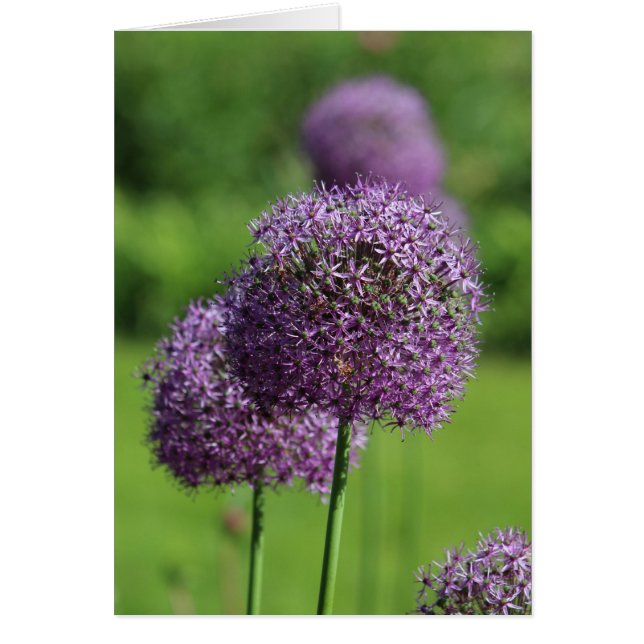 Cartão de flor de Allium púrpura (Frente)