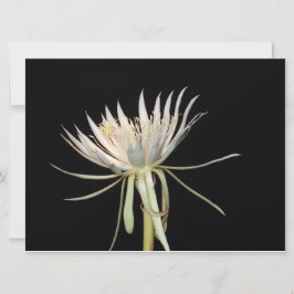 Cartão de flor de cacto florescente noturno