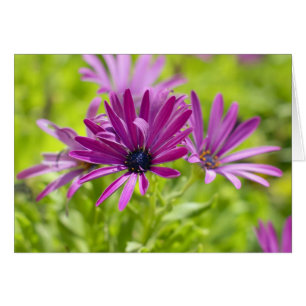 Cartão de Flor de Margarida Africana