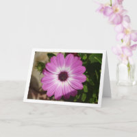 Cartão de Flor de Margarida Africano Roxo