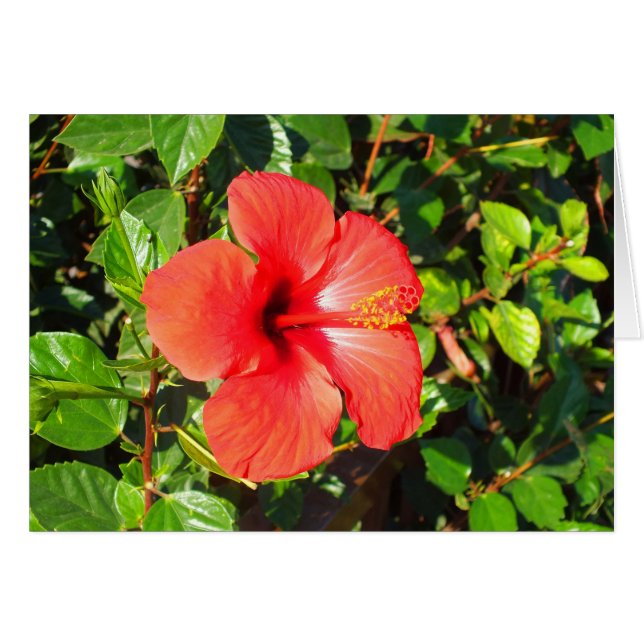 Cartão de flor hibiscus (Frente Horizontal)