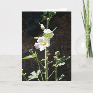 Cartão de flor Hollyhocks