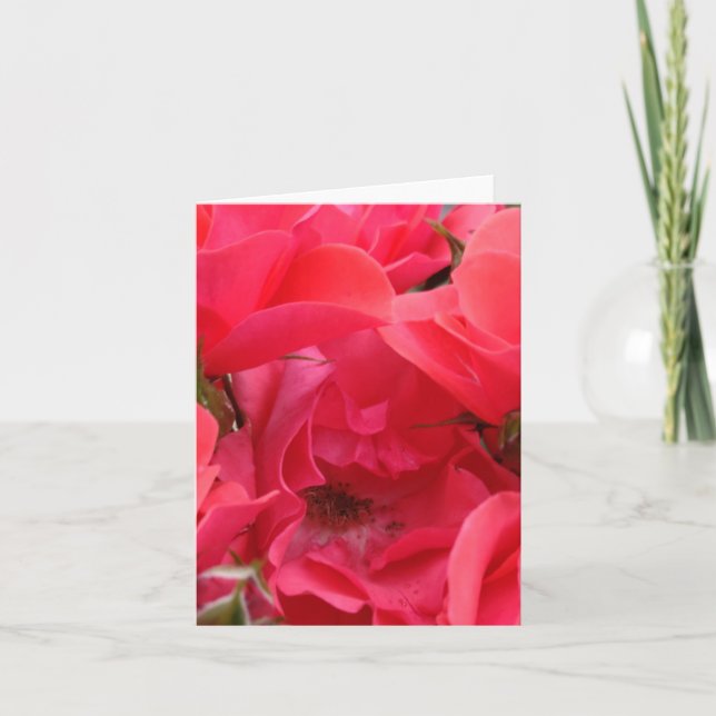 Cartão de flor rosa rosa rosa-rosa (Frente)