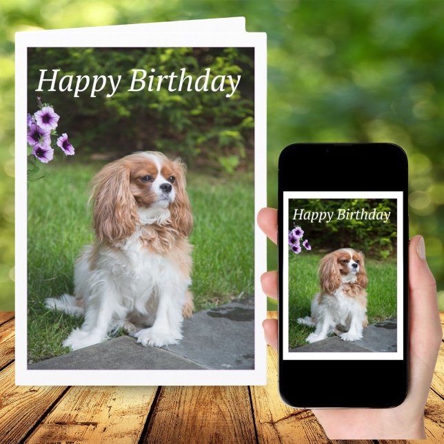 Cartão de Flores de Aniversário Cavalier King Span (Criador carregado)