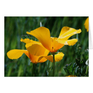Cartão de Flores de Poppies California