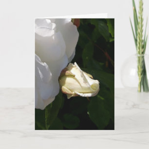 cartão de flores rosas