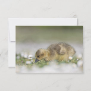 Cartão de foto da natureza de um ganso fofo