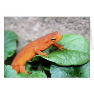 Cartão de Fotografia Natureza Red Eft Salamander