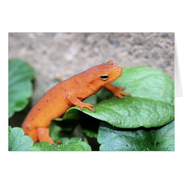 Cartão de Fotografia Natureza Red Eft Salamander (Frente horizontal)