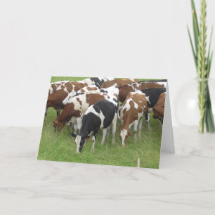 Cartão de Fotografia para Vacas Leiteiras Negras