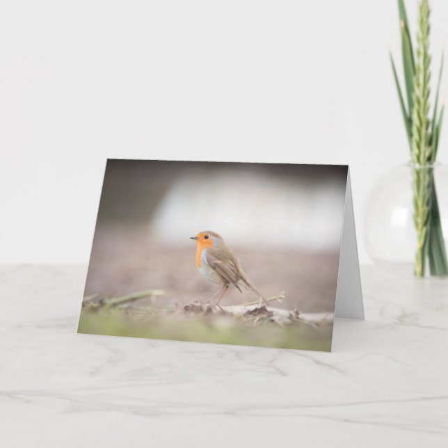 Cartão de Fotografia Robin Bird Nature (Frente)