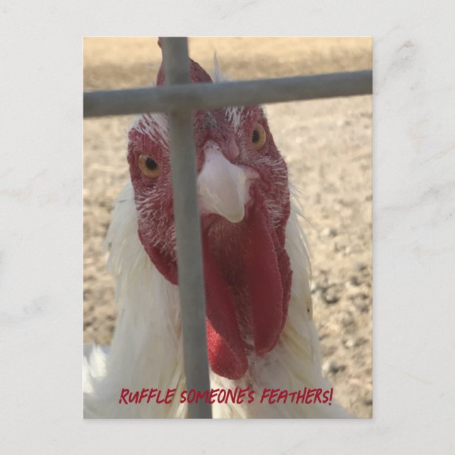 Cartão de Frango que Perturba as Penas de Alguém (Frente)