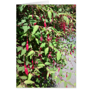 Cartão de Fuschia