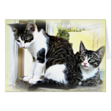 cartão de gatinhos bonitos