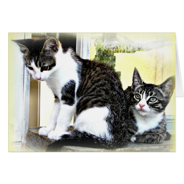 cartão de gatinhos bonitos (Frente Horizontal)