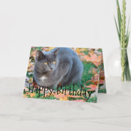 Cartão de gato colorido