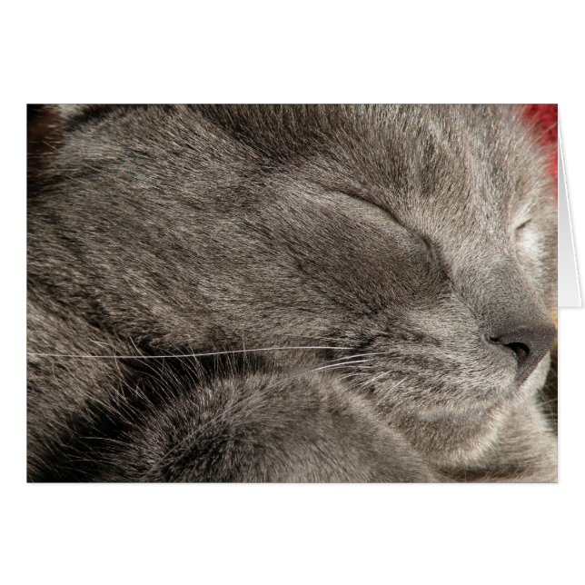 Cartão de gato de cinza que dorme (Frente horizontal)