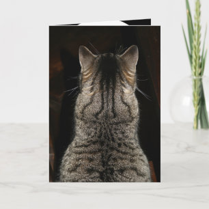 Cartão de gato gritando "SURPRESA! FELIZ ANIVERSÁR