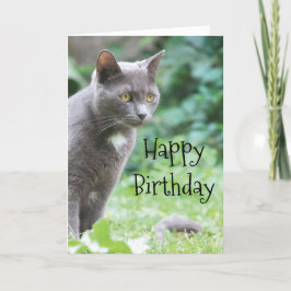 Cartão de Gato Kitty