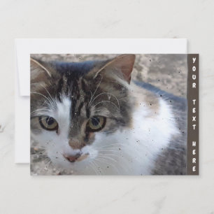 Cartão de gato personalizável na janela
