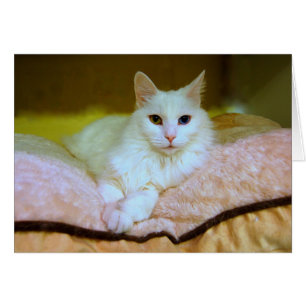 Cartão de gato princesa turco Angora