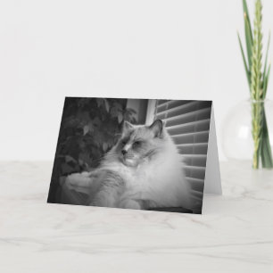 Cartão de gato Ragdoll