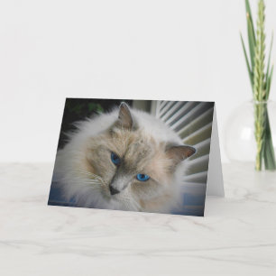 Cartão de gato Ragdoll