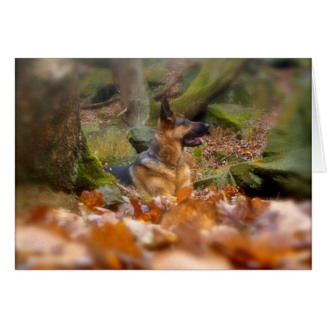 Cartão de German shepherd de outono (Frente Horizontal)