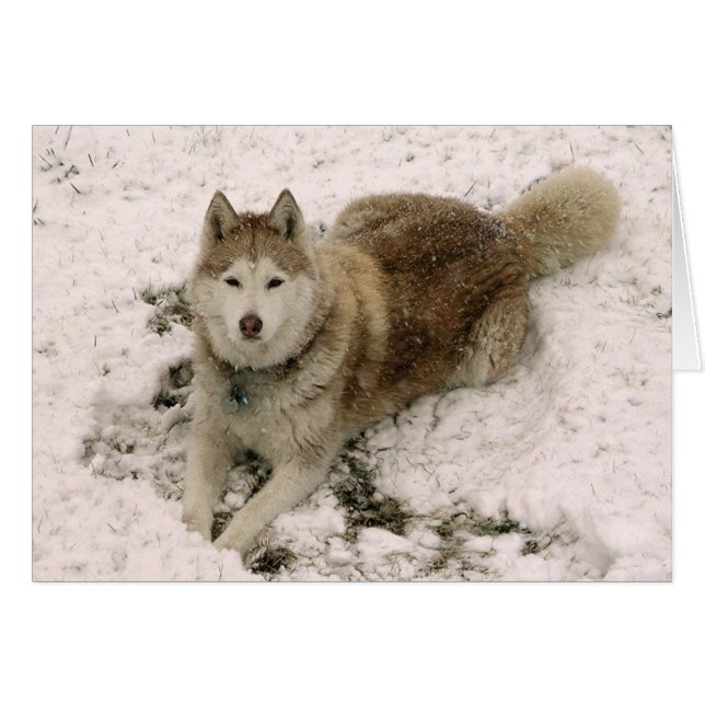Cartão de Gracie 2 (Frente Horizontal)