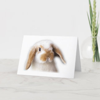 Cartão de Holland Lop