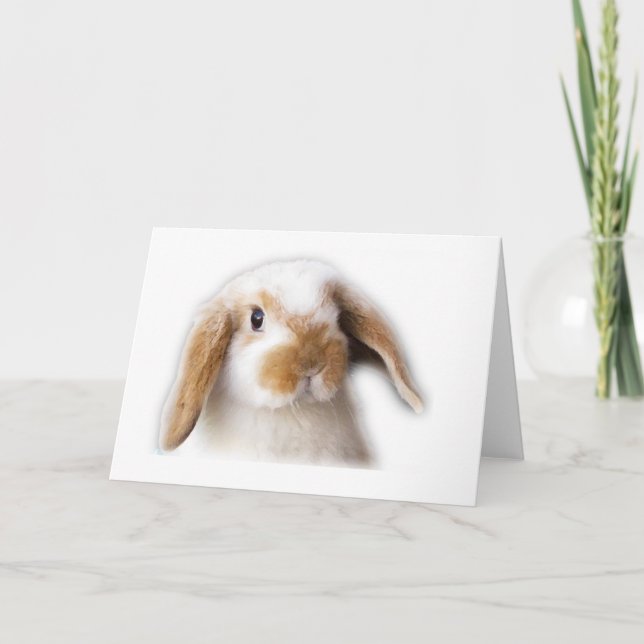 Cartão de Holland Lop (Frente)