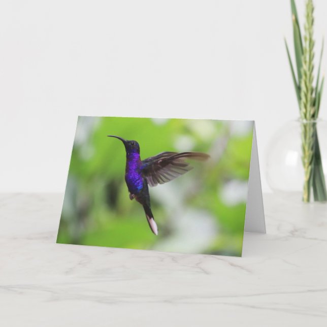 Cartão de Hummingbird Violet Sabrewing (Frente)