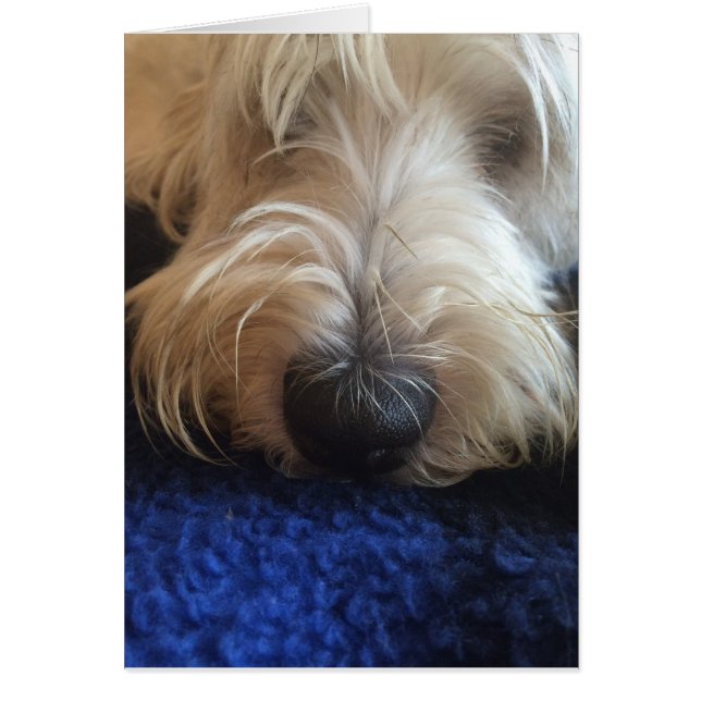 Cartão de humor para cães (Frente)