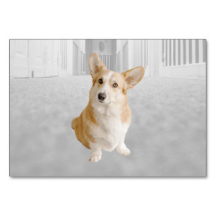 Cartão de identidade de dog ABA Tact   Cartão de I