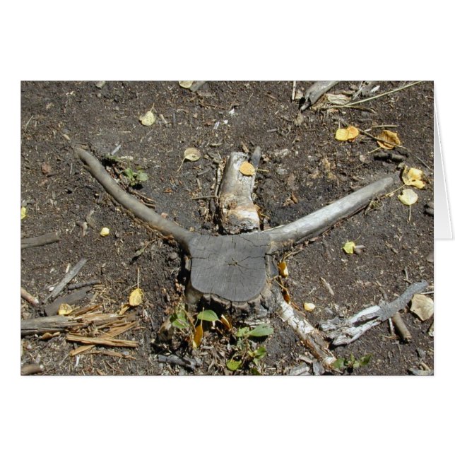 Cartão de ilusão Longhorn (Frente Horizontal)