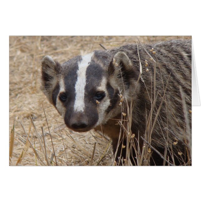 Cartão de Impressão do Badger (Frente Horizontal)