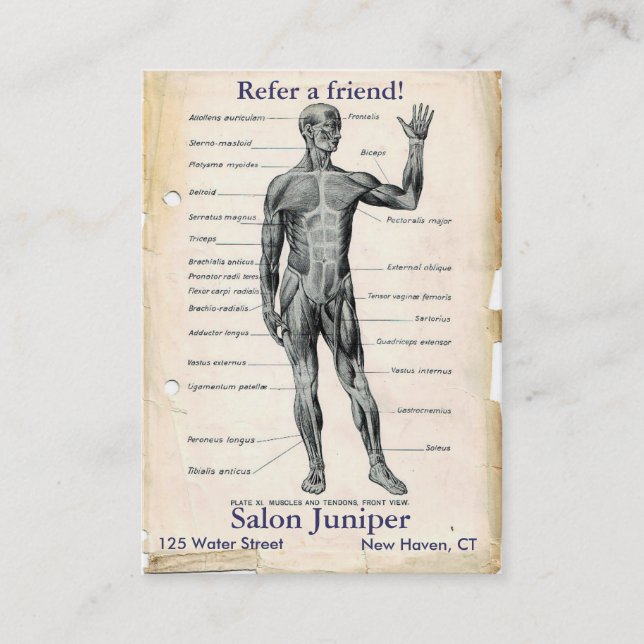 Cartão De Indicação Desenho Antigo da Anatomia Anterior (Frente)