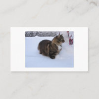 gato floresta norueguesa na neve
