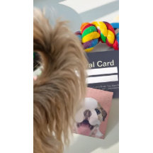 Pet Care Sitting Bathing & Grooming Refercard