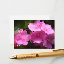 Flores Rosa Violeta Africaine Saintpaulia