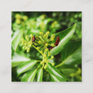 Cartão De Informações insetos na placa de gabinete verde de 2,5" x 2,5"