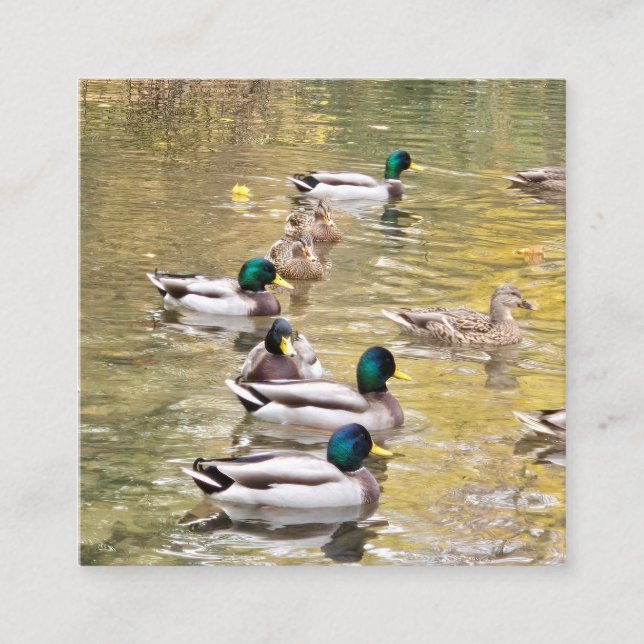 Cartão De Informações Mallards no lago (Frente)