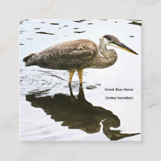 Cartão De Informações Uma Garça Azul Grande imatura (Ardea herodias)