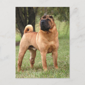 CARTÃO DE JAYS DO EL