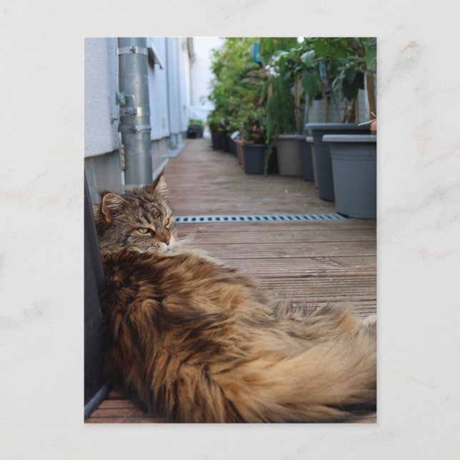 Cartão de lar ou movido (Frente)