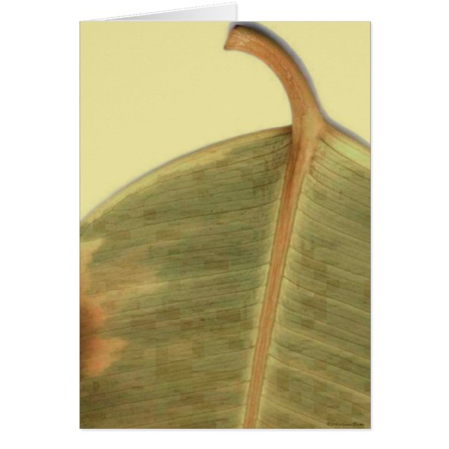 Cartão de Licença Verde (Frente)