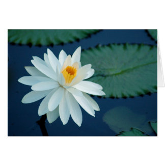 Cartão de Lilly da água
